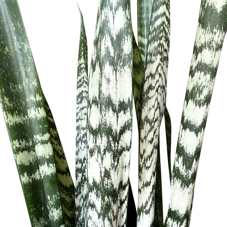 サンスベリア ゼラニカ 観葉植物 7号 陶器鉢