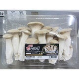 雪国えりんぎ500ｇ