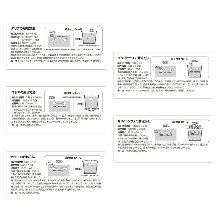 春植え球根 各種