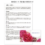 ブルーベリー 5号 母の日期間配送 お届け日5月6日～5月11日