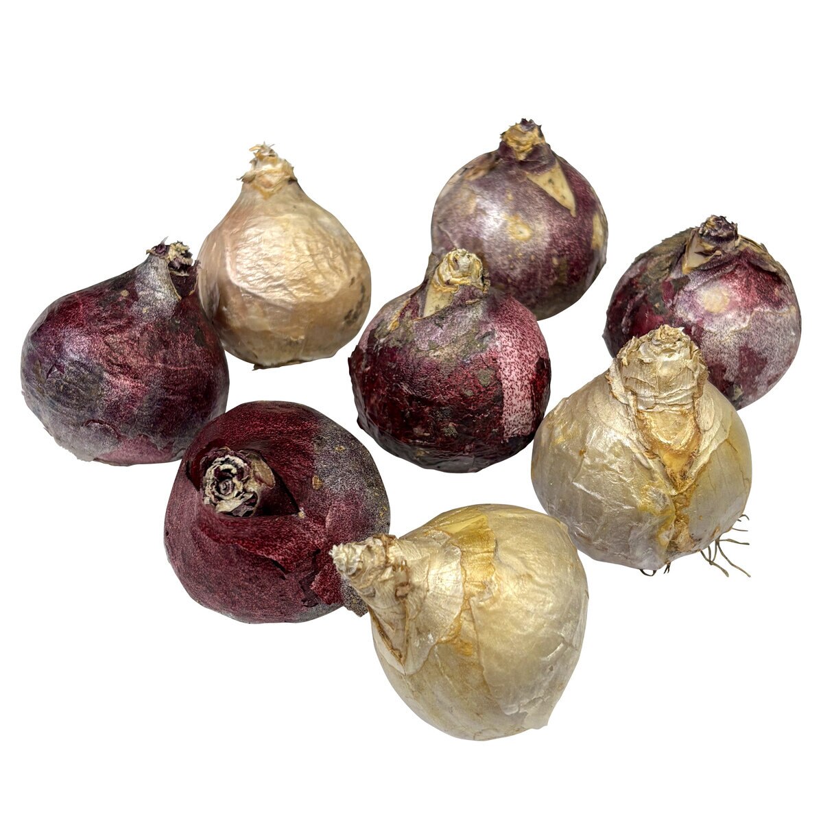 秋植え球根 ヒヤシンス 8球