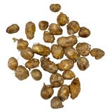 秋植え球根 フリージア 30球