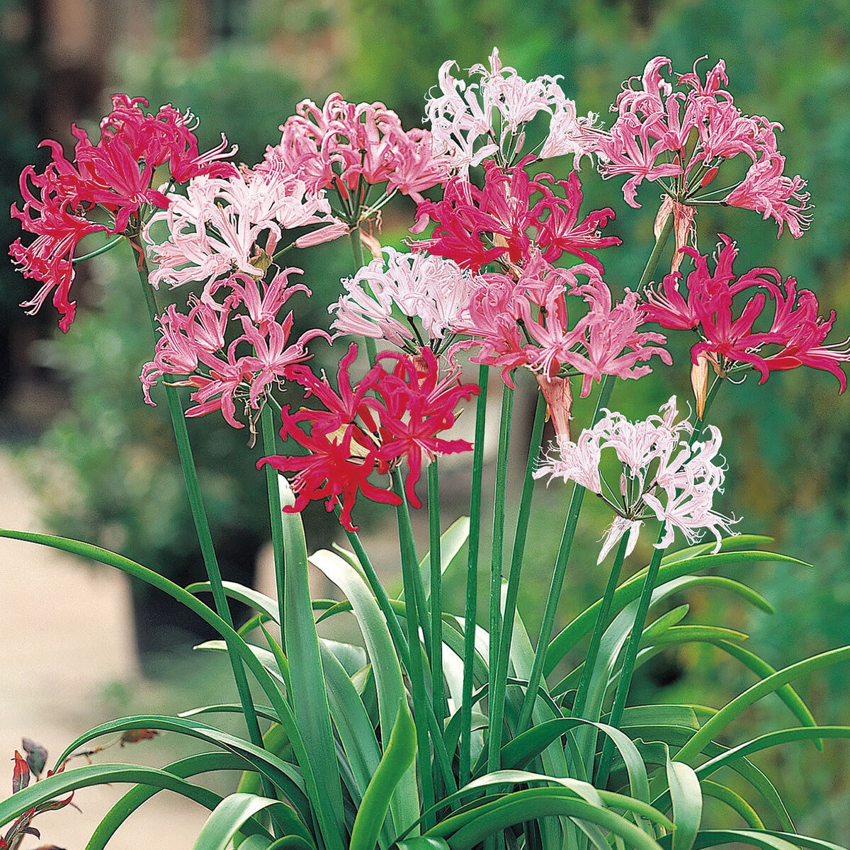 春植え球根 各種 春植え球根 各種