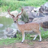 ウービア エゾジカの置物 特大 H12462