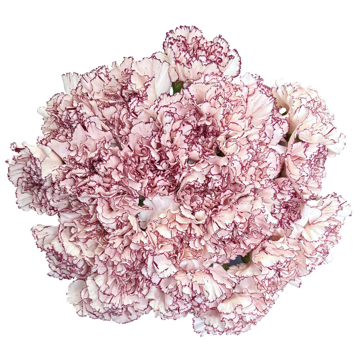 カーネーションの花束 24本 複色/紫白 母の日期間配送 お届け日5月6日～5月11日
