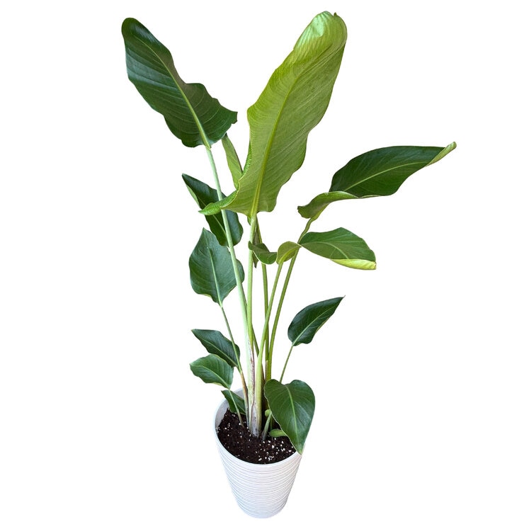 ストレチア オーガスタ 観葉植物 7号 陶器鉢 ストレチア オーガスタ 観葉植物 7号 陶器鉢