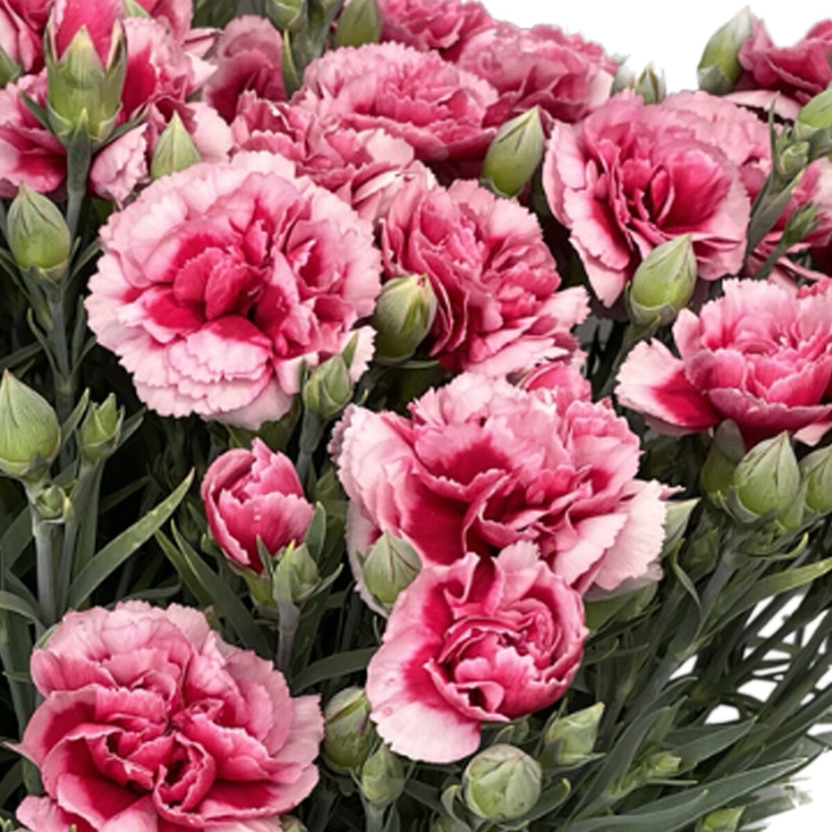 特大カーネーション 7号鉢 プラムタルト 母の日期間配送 お届け日5月5日～5月10日