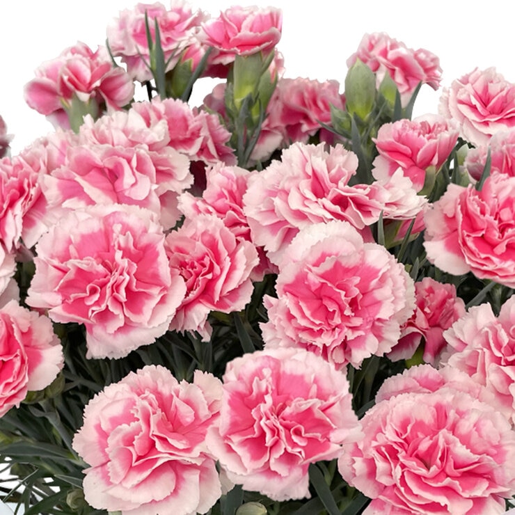 特大カーネーション 7号鉢 ティーパーティー 母の日期間配送 お届け日5月5日～5月10日