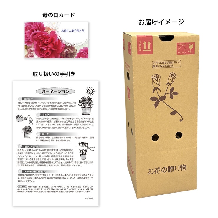 3色カーネーション カラフル 6号鉢 母の日期間配送 お届け日5月5日～5月10日