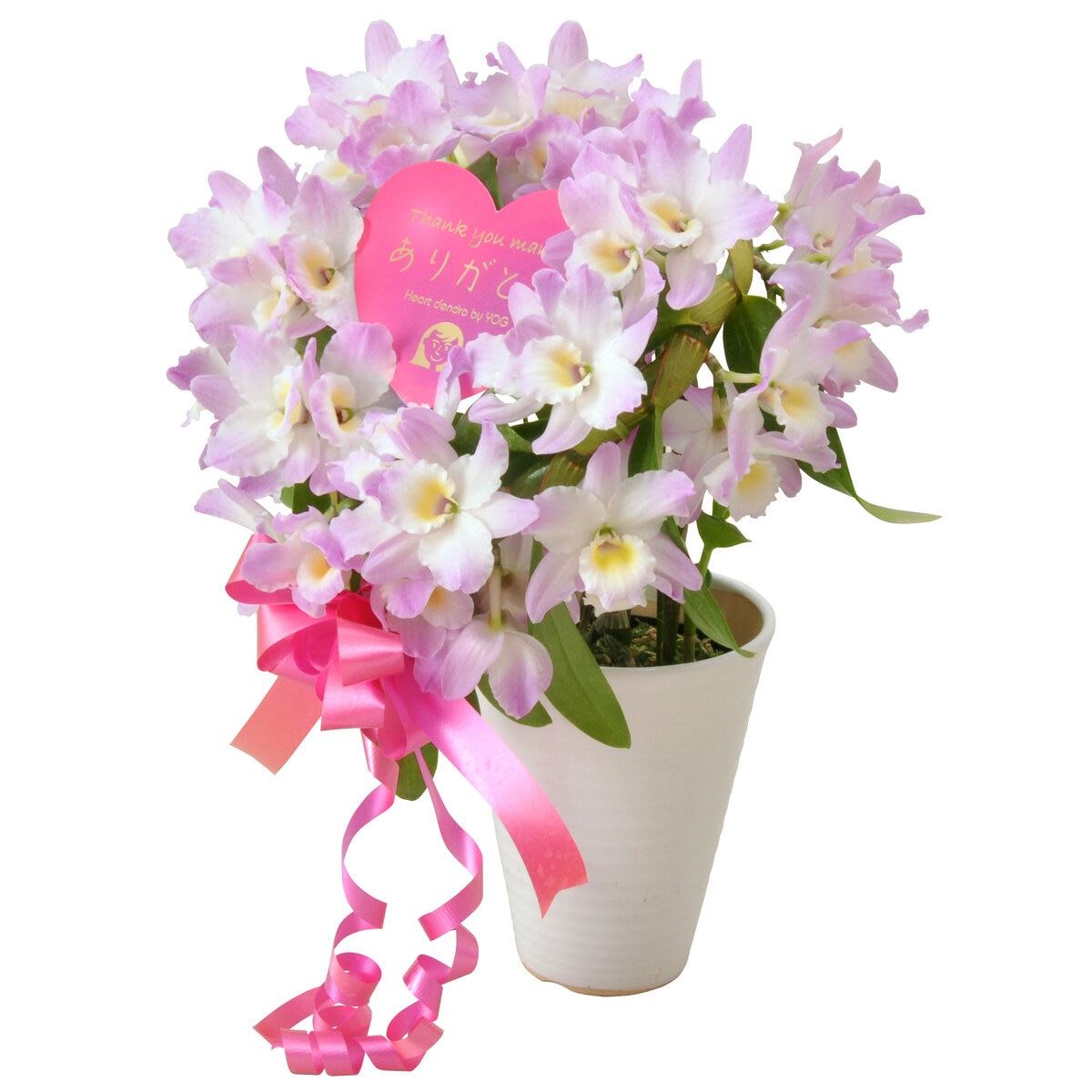 デンドロビューム ハート仕立て 母の日期間配送 お届け日5月5日~5月10日 デンドロビューム ハート仕立て 母の日期間配送 お届け日5月5日~5月10日