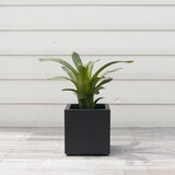 ヤマテー ベータ キューブプランター XXS 23cm 2個セット ブラック ZZ-C14K23Ex2