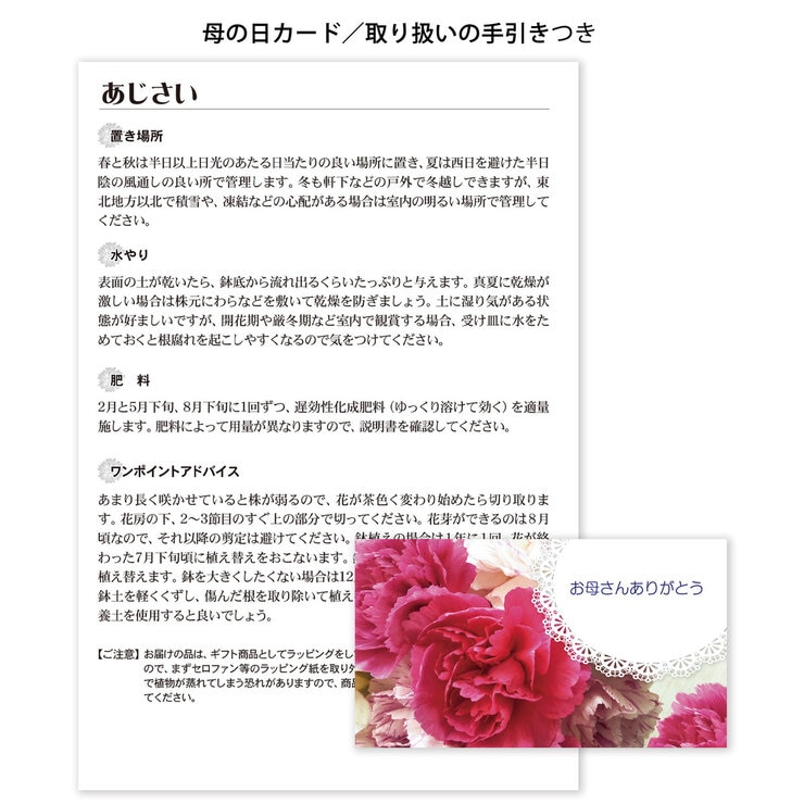 あじさい コットンキャンディ 5号鉢 母の日期間配送 お届け日5月5日～5月10日