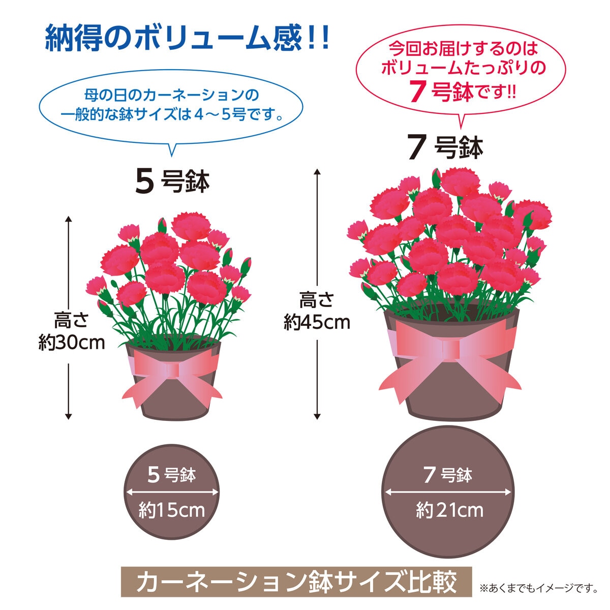 特大カーネーション 7号鉢 レッド 母の日期間配送 お届け日5月6日～5月11日
