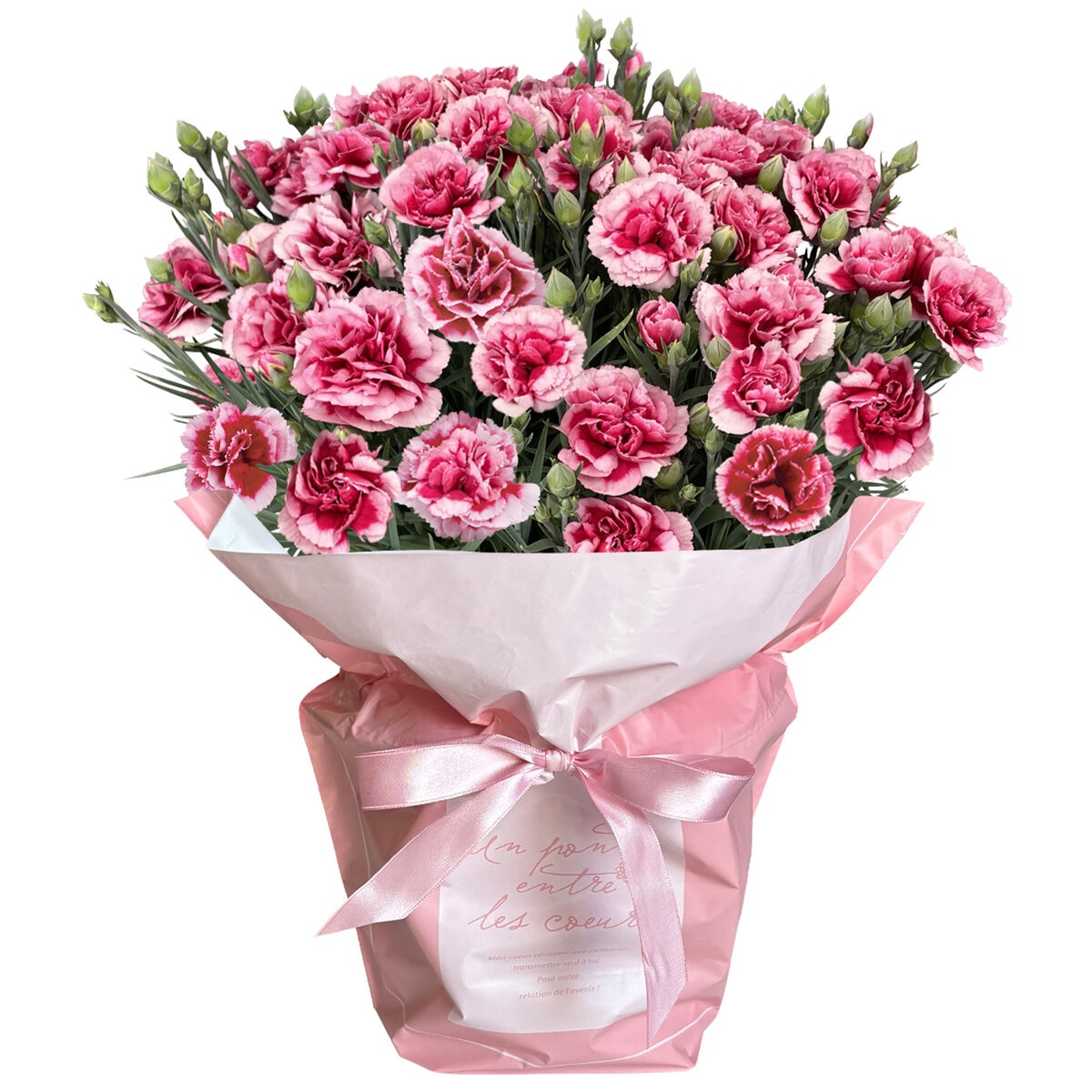 特大カーネーション 7号鉢 プラムタルト 母の日期間配送 お届け日5月5日～5月10日