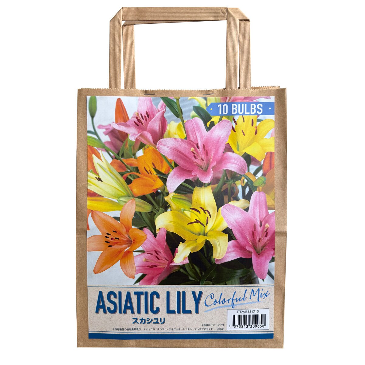 秋植え球根 スカシユリ カラフルミックス 10球