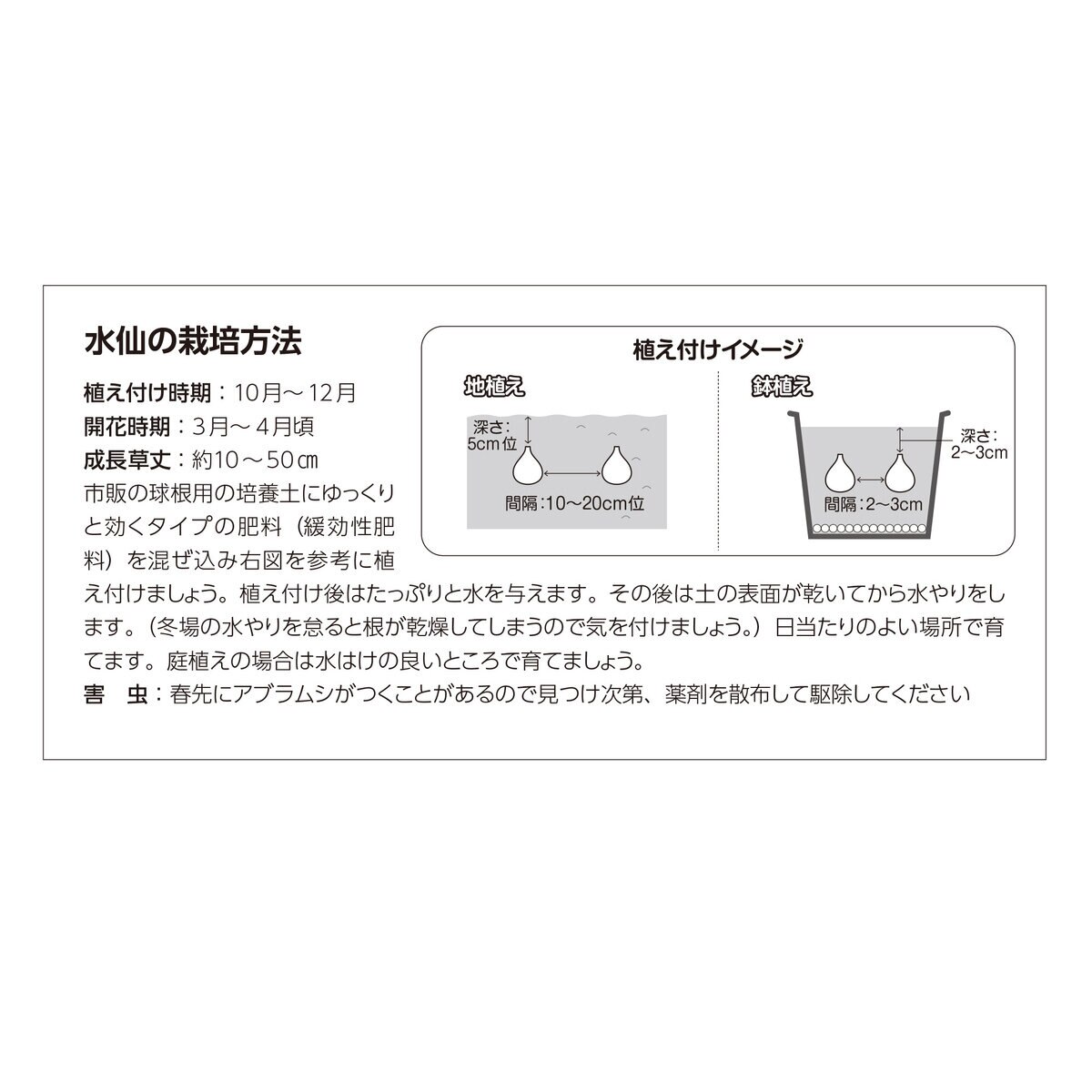 秋植え球根 水仙 ミノウ 16球