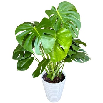 モンステラ 観葉植物 7号 陶器鉢
