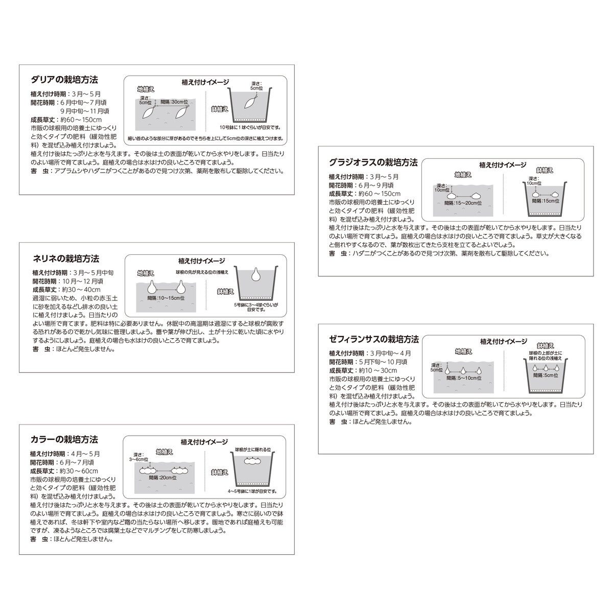 春植え球根 各種 春植え球根 各種