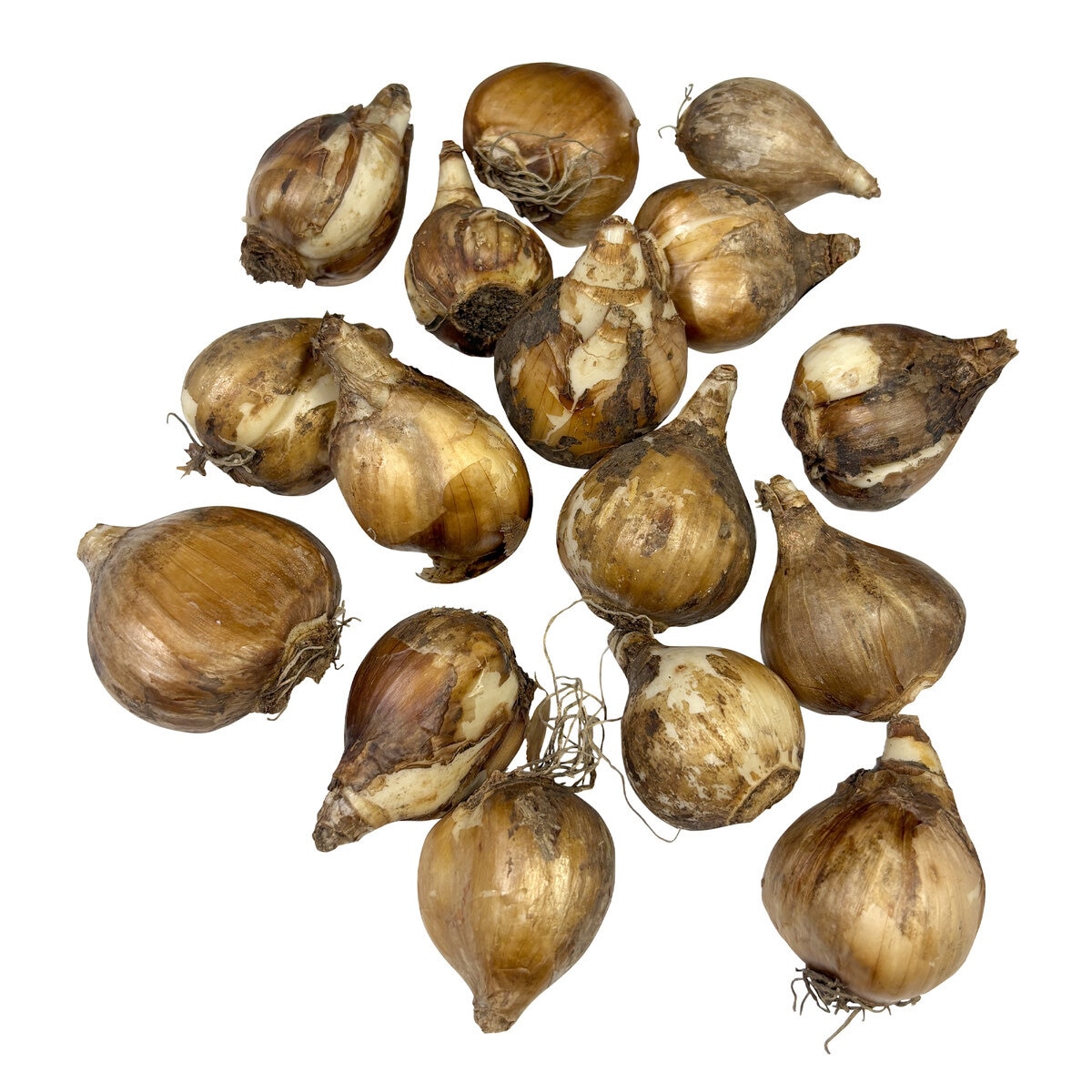 秋植え球根 水仙 ミノウ 16球