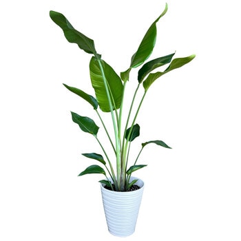 ストレチア オーガスタ 観葉植物 7号 陶器鉢
