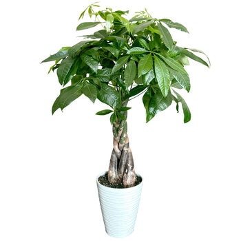 パキラ 観葉植物 7号 陶器鉢