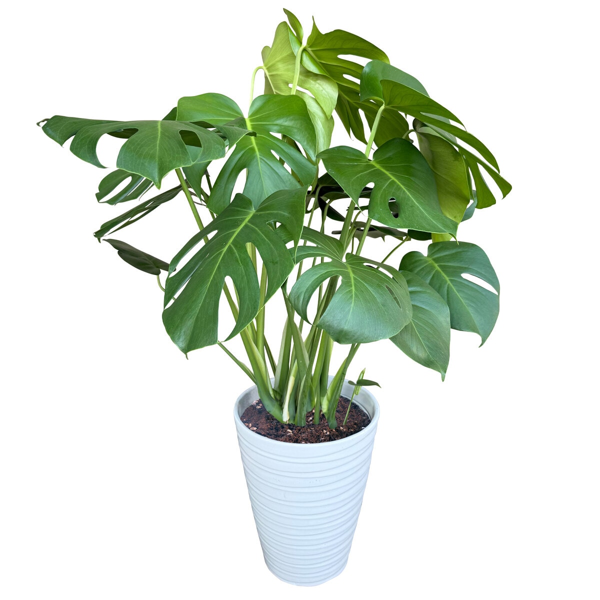 モンステラ 観葉植物 7号 陶器鉢