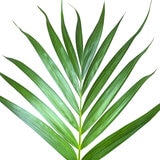 アレカヤシ 観葉植物 7号 陶器鉢