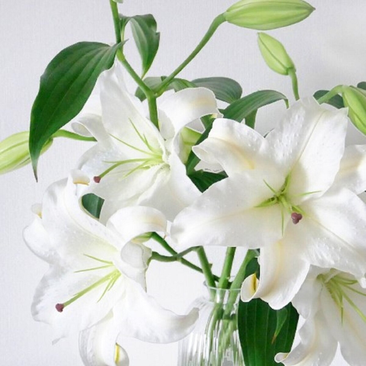 ユリ 10本束 Costco Japan