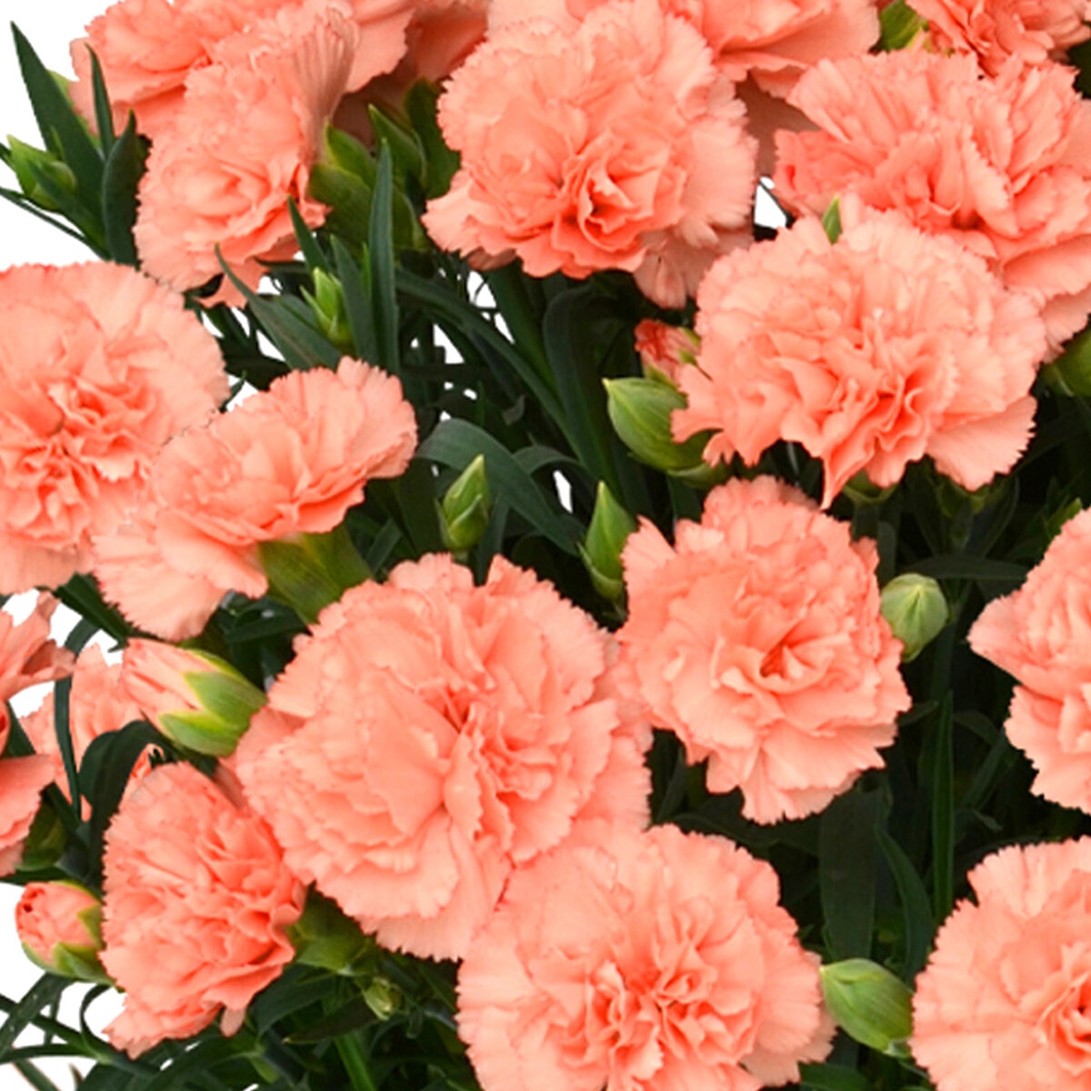 特大カーネーション 7号鉢 オレンジジェラート 母の日期間配送 お届け日5月5日～5月10日