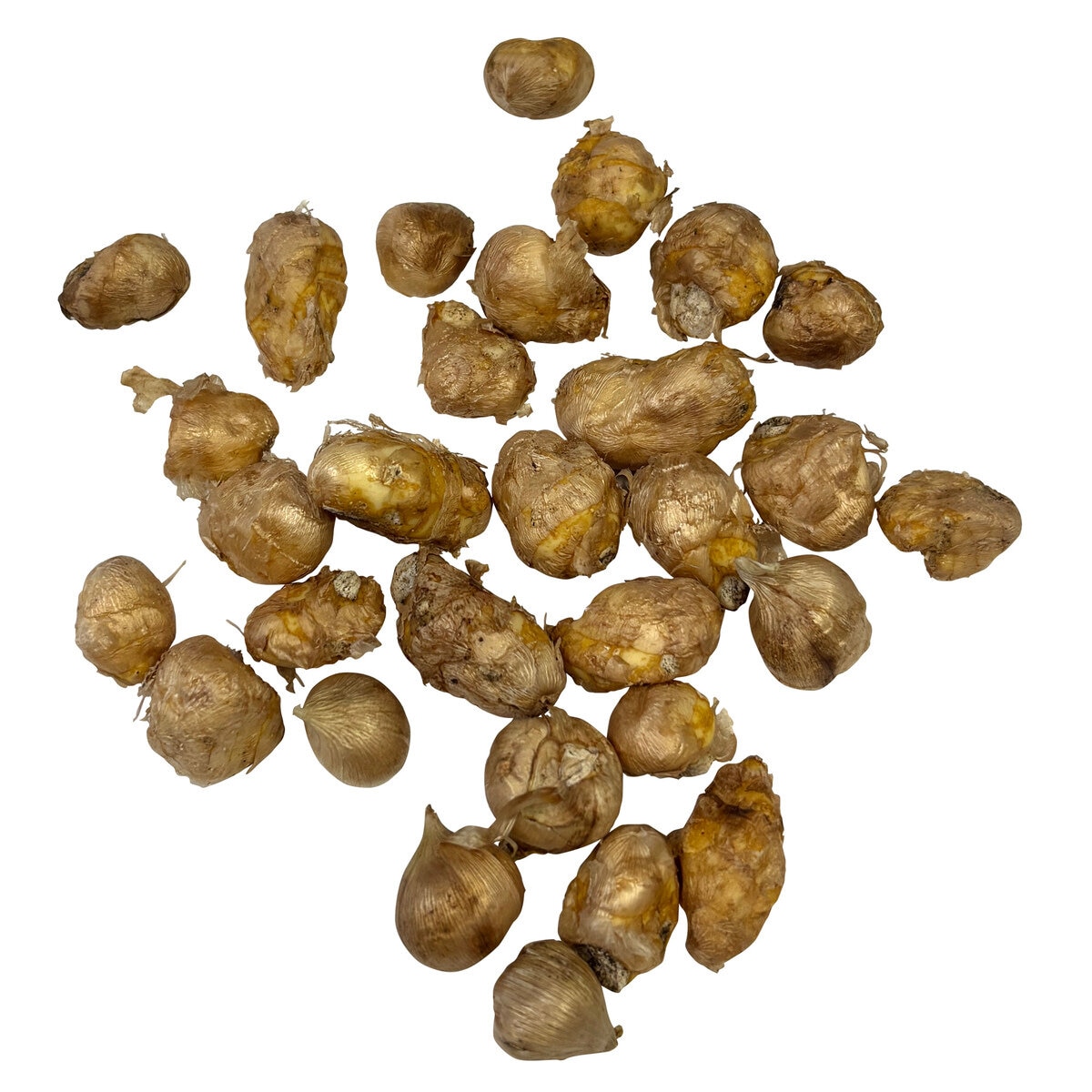 秋植え球根 フリージア 30球