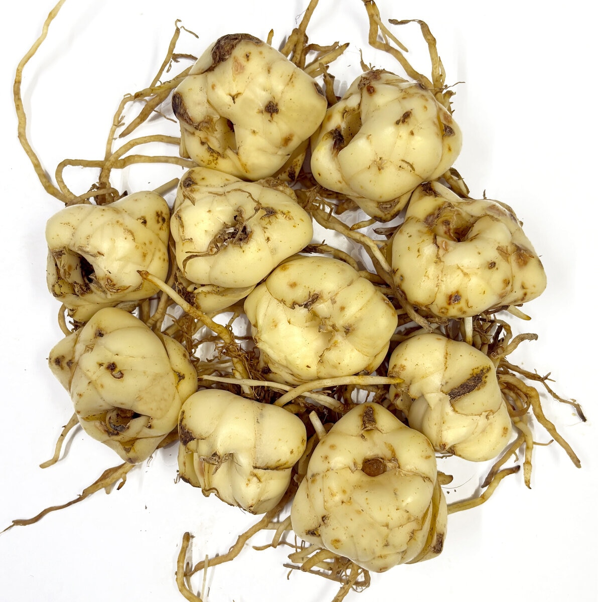 秋植え球根 スカシユリ カラフルミックス 10球