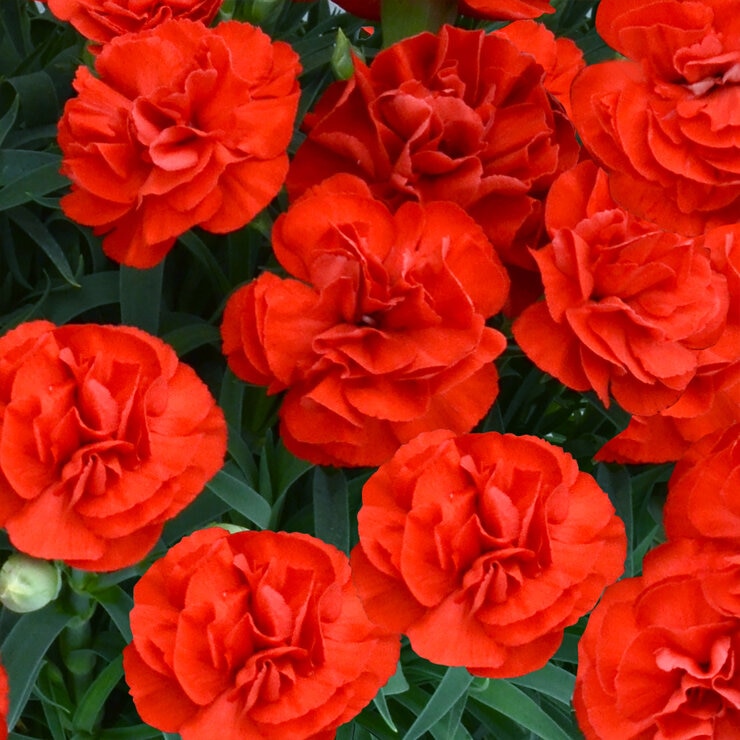 特大カーネーション 7号鉢 レッド 母の日期間配送 お届け日5月5日～5月10日