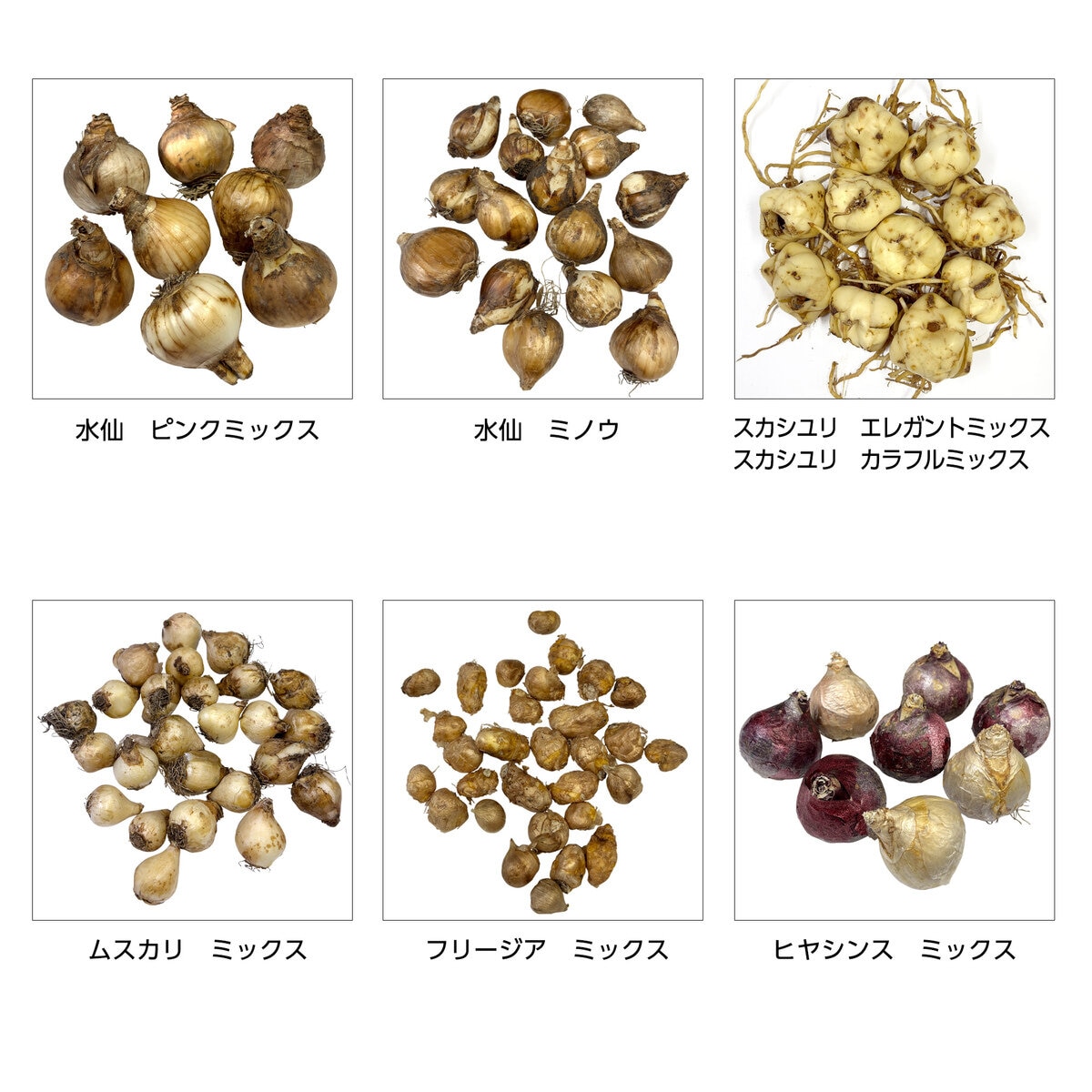 秋植え球根アソート