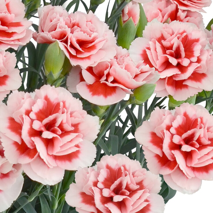 特大カーネーション 7号鉢 いちごキャンディ 母の日期間配送 お届け日5月5日～5月10日