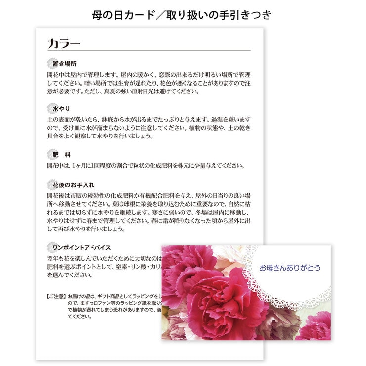 カラー鉢植え 5号 母の日期間配送 お届け日5月5日～5月10日