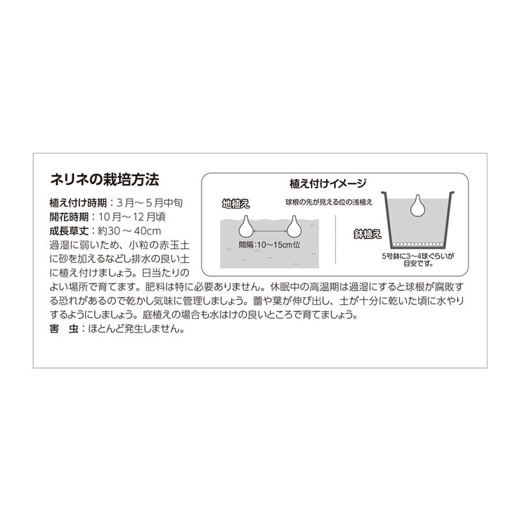 春植え球根 ネリネ ミックス 5球