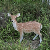 ウービア 待つ鹿の置物 大 H12331 ウービア 待つ鹿の置物 大 H12331