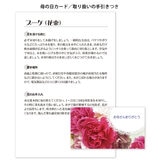 カーネーションの花束 24本 レッド 母の日期間配送 お届け日5月5日～5月10日