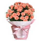 特大カーネーション 7号鉢 オレンジジェラート 母の日期間配送 お届け日5月5日～5月10日