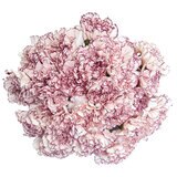 カーネーションの花束 24本 複色/紫白 母の日期間配送 お届け日5月6日～5月11日