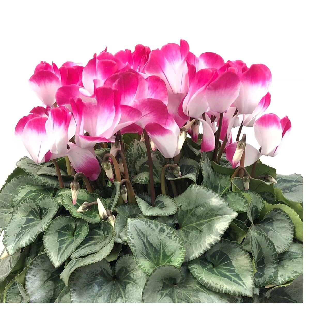 シクラメン 6号鉢 プルマージュレッド