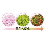 あじさい コットンキャンディ 5号鉢 母の日期間配送 お届け日5月6日～5月11日