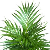 アレカヤシ 観葉植物 7号 陶器鉢