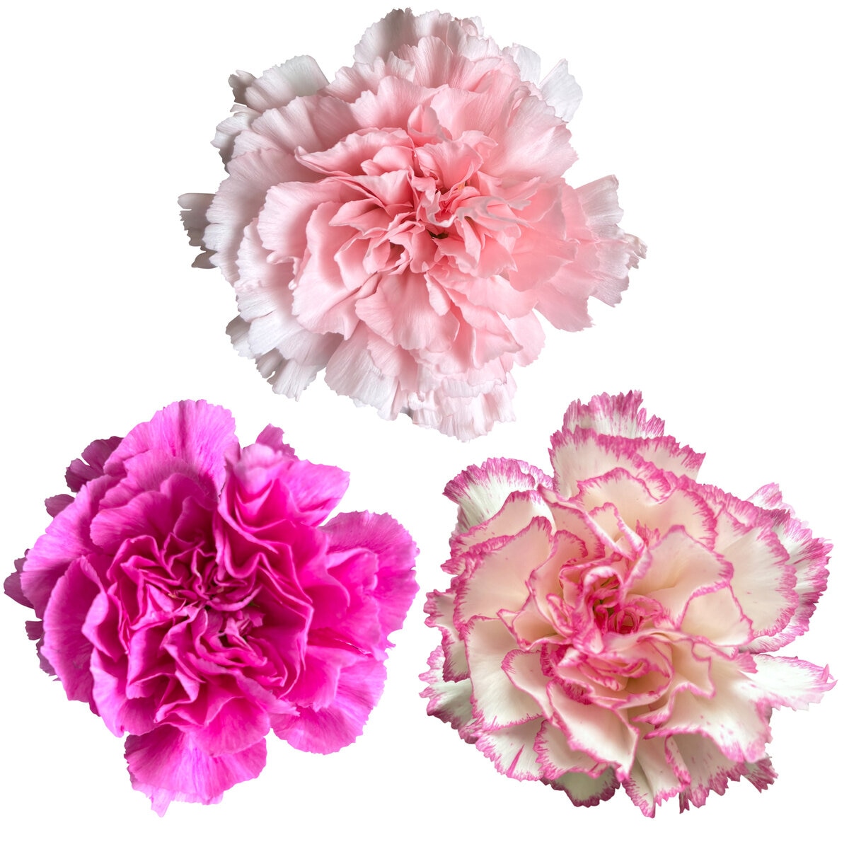 カーネーションの花束 24本 ピンクミックス 母の日期間配送 お届け日5月6日～5月11日