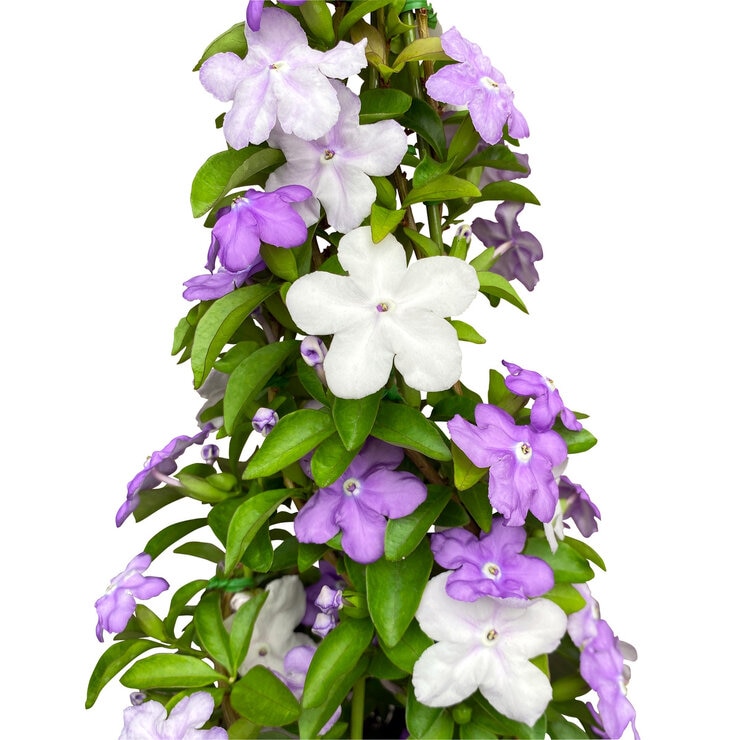 ニオイバンマツリ ６号鉢 母の日期間配送 お届け日5月5日～5月10日