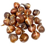 チューリップ球根ミックス 25球 チューリップ球根ミックス 25球