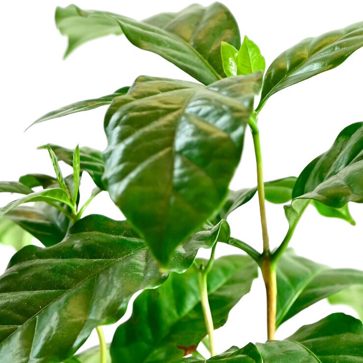 コーヒーの木 観葉植物 7号 陶器鉢