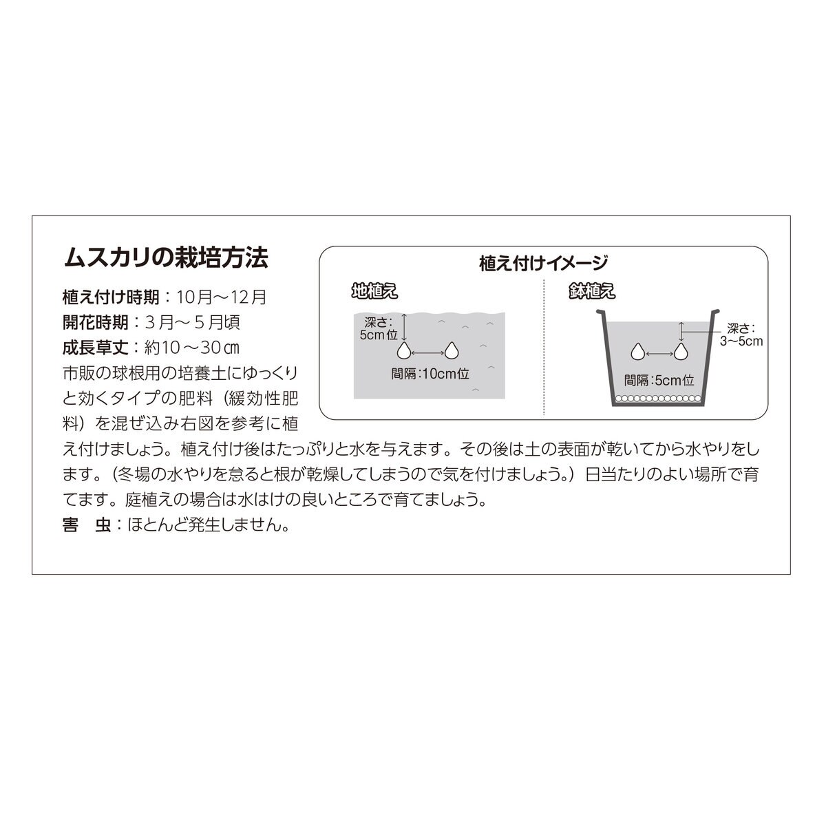 秋植え球根 ムスカリ 25球