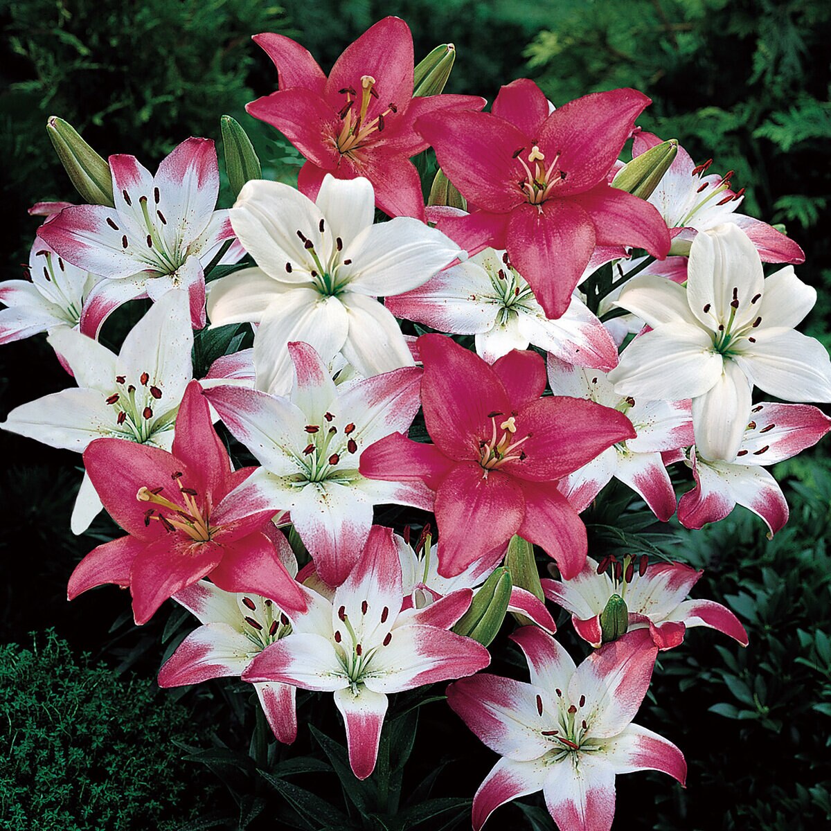 秋植え球根 スカシユリ エレガントミックス 10球 秋植え球根 スカシユリ エレガントミックス 10球