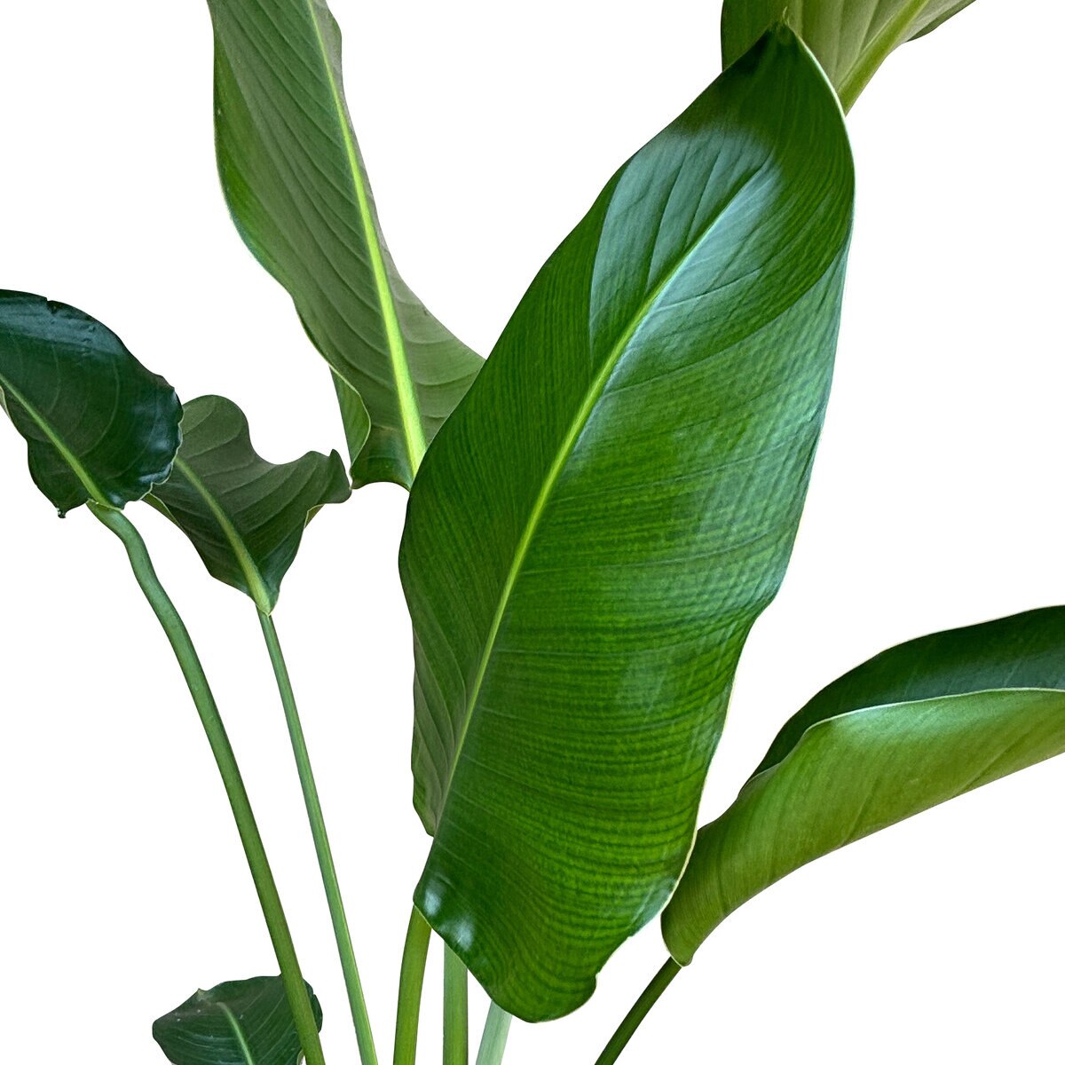 ストレチア オーガスタ 観葉植物 7号 陶器鉢 ストレチア オーガスタ 観葉植物 7号 陶器鉢